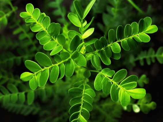 Phyllanthus Niruri - Interstellar Blends