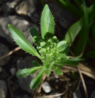 Picrorhiza Kurroa - Interstellar Blends