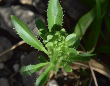 Picrorhiza Kurroa - Interstellar Blends