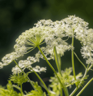 Pimpinella anisum - Interstellar Blends