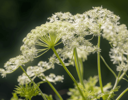 Pimpinella anisum - Interstellar Blends
