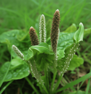 Plantago Asiatica - Interstellar Blends