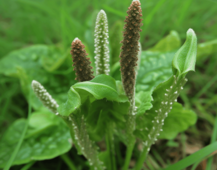 Plantago Asiatica - Interstellar Blends