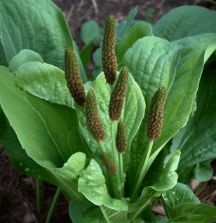 Plantago major - Interstellar Blends