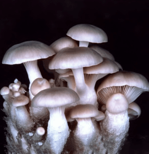 Pleurotus Rhodophyllus - Interstellar Blends