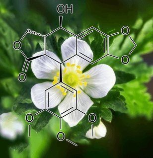 Podophyllotoxin (Podophyllyum emodi) – A bright depiction of Podophyllotoxin, a plant-derived compound in Interstellar Blends with antiviral and cytotoxic properties.
