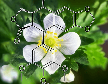 Podophyllotoxin (Podophyllyum emodi) – A bright depiction of Podophyllotoxin, a plant-derived compound in Interstellar Blends with antiviral and cytotoxic properties.