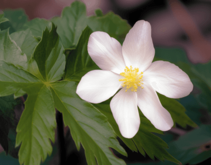 Podophyllum hexandrum (Himalayan Mayapple) rhizome illustration, a potent medicinal plant used in Interstellar Blends' herbal formulas, known for its antiviral, anticancer, and cell-regenerating properties