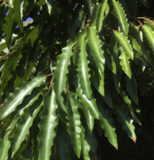 Polyalthia longifolia – A bright image of Polyalthia longifolia, a medicinal tree in Interstellar Blends used for its anti-inflammatory and detoxifying properties.