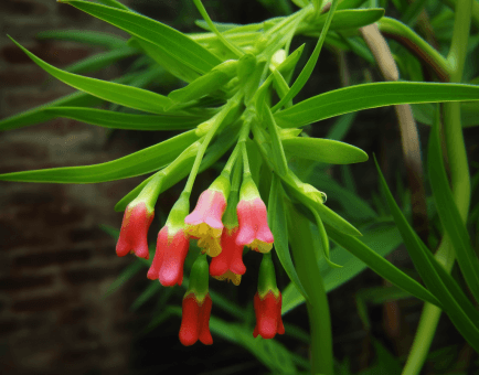 Polygonatum Kingianum - Interstellar Blends