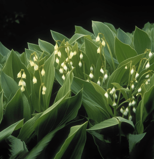 Polygonatum odoratum (Solomon’s Seal) rhizome illustration, a traditional tonic herb featured in Interstellar Blends' herbal formulas, known for its anti-inflammatory, antioxidant, and yin-nourishing properties that support respiratory and digestive health