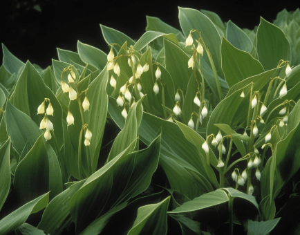 Polygonatum odoratum (Solomon’s Seal) rhizome illustration, a traditional tonic herb featured in Interstellar Blends' herbal formulas, known for its anti-inflammatory, antioxidant, and yin-nourishing properties that support respiratory and digestive health