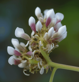 Pongamia Pinnata - Interstellar Blends