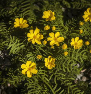 Potentilla Anserina - Interstellar Blends