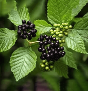 Premna Serratifolia - Interstellar Blends