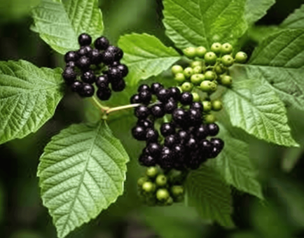 Premna Serratifolia - Interstellar Blends