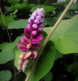 Pueraria lobata – A striking shot of Pueraria lobata (Kudzu root), an herb in Interstellar Blends for liver and cognitive support.