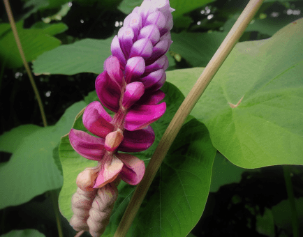 Pueraria lobata – A striking shot of Pueraria lobata (Kudzu root), an herb in Interstellar Blends for liver and cognitive support.