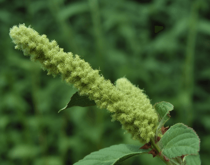 Qianggu (Drynaria fortunei) rhizome illustration, a traditional bone-strengthening herb featured in Interstellar Blends' herbal formulas, known for supporting skeletal health, promoting fracture healing, and enhancing kidney function
