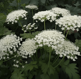 Qianghuo-Shengshi herbal blend illustration, a traditional Chinese formula featured in Interstellar Blends' herbal products, known for its ability to dispel wind-dampness, relieve pain, and support joint and muscle health