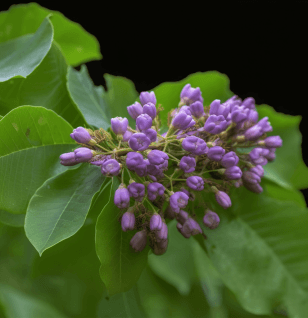 Radix Millettiae - Interstellar Blends