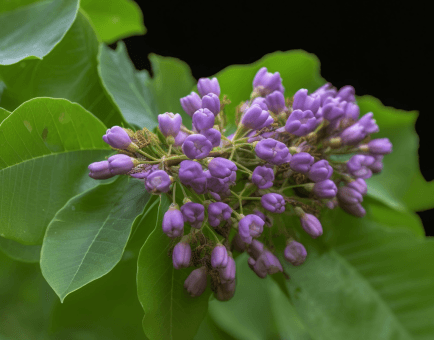 Radix Millettiae - Interstellar Blends