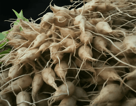 Radix Ophiopogonis - Interstellar Blends