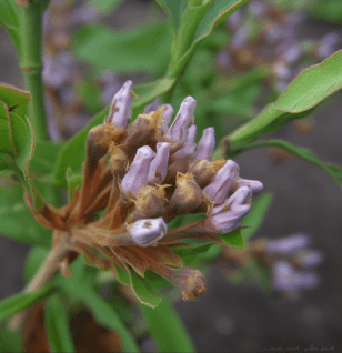 Radix Rhizoma Glycyrrhizae - Interstellar Blends