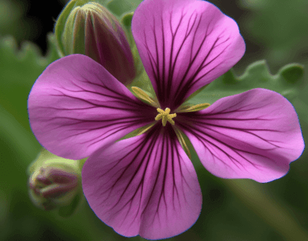 Raphanus sativus – A striking capture of Raphanus sativus (Radish), a detoxifying root in Interstellar Blends for digestion and respiratory health.