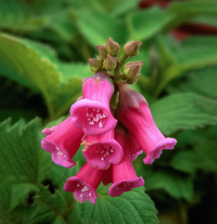 Radix Rehmanniae (Rehmannia Root) – Adaptogenic root in Interstellar Blends, supporting kidney health, adrenal function, and hormonal balance.