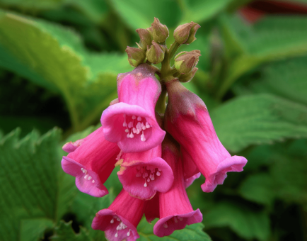 Radix Rehmanniae (Rehmannia Root) – Adaptogenic root in Interstellar Blends, supporting kidney health, adrenal function, and hormonal balance.