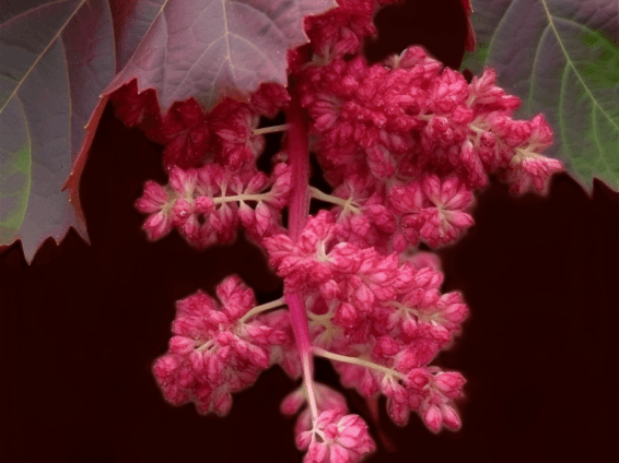 Rheum palmatum – A high-resolution capture of Rheum palmatum (Chinese Rhubarb), a potent digestive herb in Interstellar Blends.