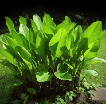 Rhizoma Alismatis - Interstellar Blends