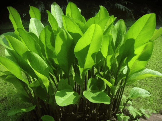 Rhizoma Alismatis - Interstellar Blends