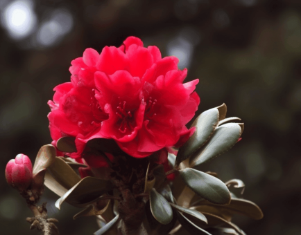 Rhododendron arboreum flower and leaf illustration, a Himalayan medicinal plant featured in Interstellar Blends' herbal formulas, known for its cardiotonic, anti-inflammatory, and antioxidant properties