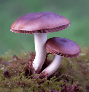Russula xerampelina (Shrimp Mushroom) illustration, a wild edible fungus featured in Interstellar Blends' herbal formulas, known for its antioxidant, antimicrobial, and immune-supporting properties