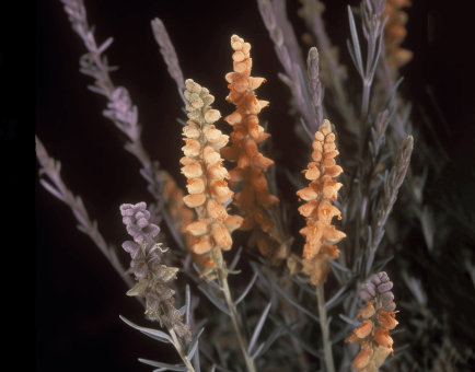 Salsola - Interstellar Blends