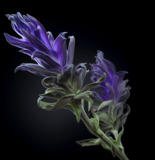 Salvia miltiorrhiza – A striking image of Salvia miltiorrhiza (Red Sage), a traditional herb in Interstellar Blends for cardiovascular and liver health.