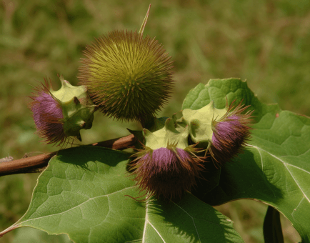 Saussurea lappa - Interstellar Blends