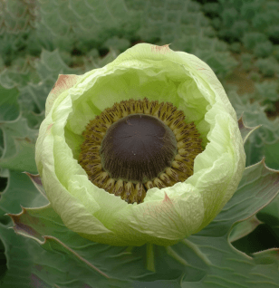 Saussureae Involucratae - Interstellar Blends