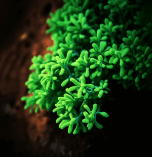 Sceptridium Ternatum - Interstellar Blends