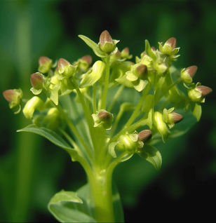 Scrophularia Frigida - Interstellar Blends