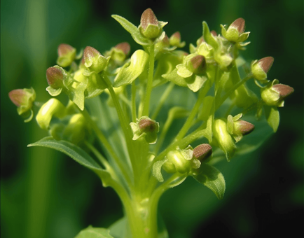 Scrophularia Frigida - Interstellar Blends