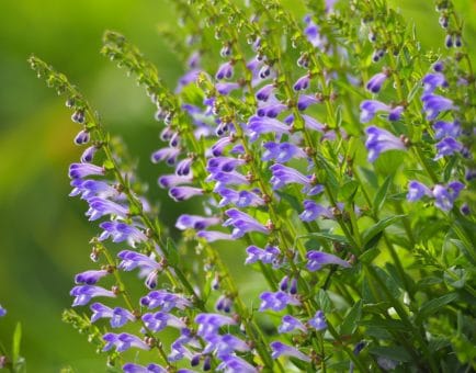 Scutellaria barbata D - Interstellar Blends