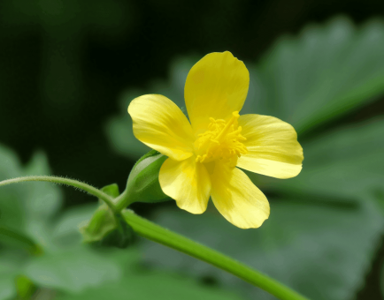 Sida Rhomboidea - Interstellar Blends