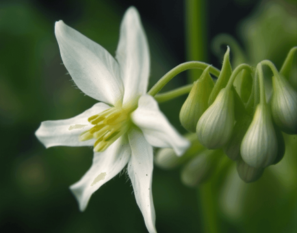 Solanum Indicum - Interstellar Blends