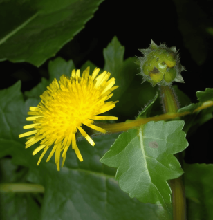 Sonchus Arvensis - Interstellar Blends