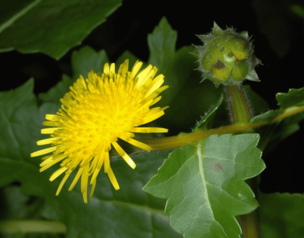 Sonchus Arvensis - Interstellar Blends