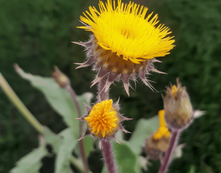 Sonchus wightianus (Wight's Sowthistle) – Traditional herb in Interstellar Blends, supporting liver detoxification, digestive health, and anti-inflammatory benefits.