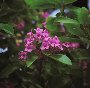 Spatholobus suberectus - Interstellar Blends